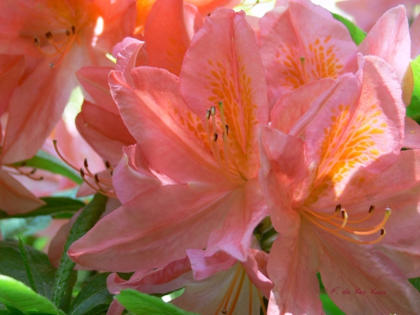 Bois des Moutiers (297) Mai 2012